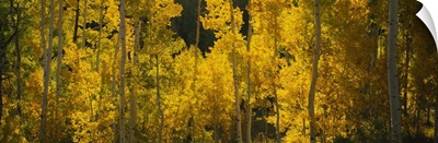 Aspen trees in a forest Telluride San Miguel County Colorado