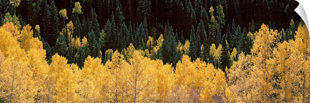 Panoramic photograph of golden tree tops with forest in the background.