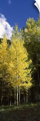 Aspen trees in a park, Colorado