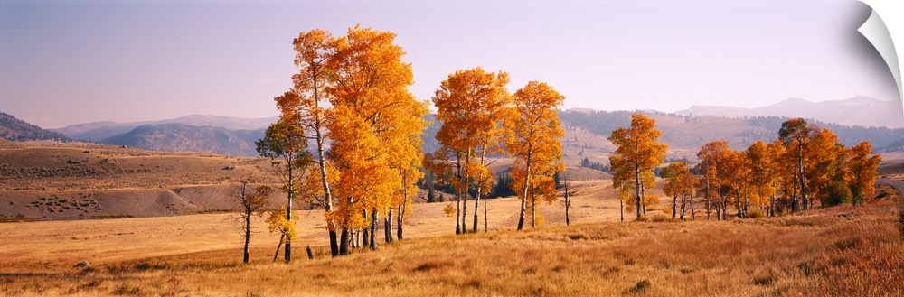 Panoramic photograph taken of aspen trees that stand in line in a dry field. The leaves on the trees have turned orange.