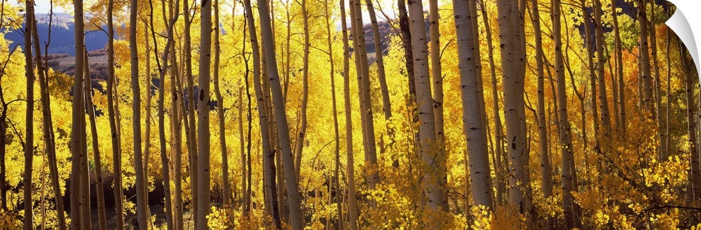 Wide angle photograph of golden Aspen trees, basking in the autumn sunlight, in a forest in Colorado.