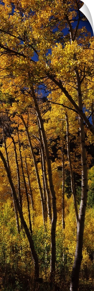 Panoramic photograph displays a dense forest of tall skinny trees in the Western United States showing bright Fall colors ...