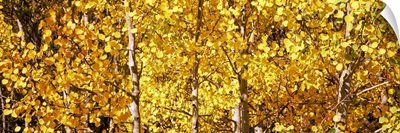 Aspen trees in autumn, Colorado