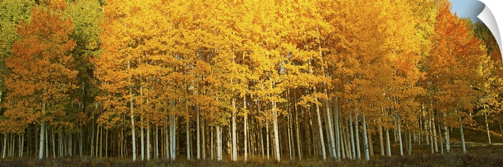 Aspen trees in autumn, Last Dollar Road, Telluride, Colorado