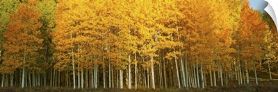Aspen trees in autumn, Last Dollar Road, Telluride, Colorado