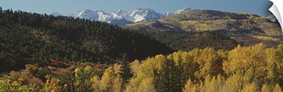 Aspen trees in autumn, Rocky Mountains, San Juan National Park, Colorado