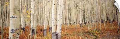 Aspen trees in the forest, Aspen, Colorado