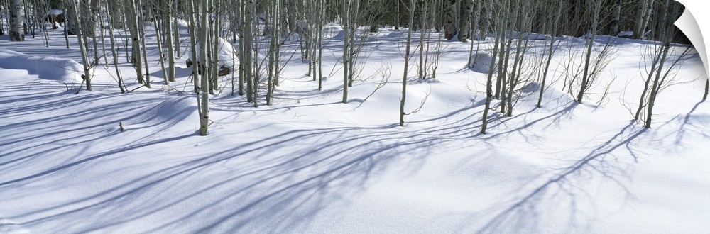 Aspen trees on a snow covered landscape, Flagstaff, Coconino County, Arizona