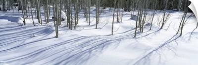 Aspen trees on a snow covered landscape, Flagstaff, Coconino County, Arizona