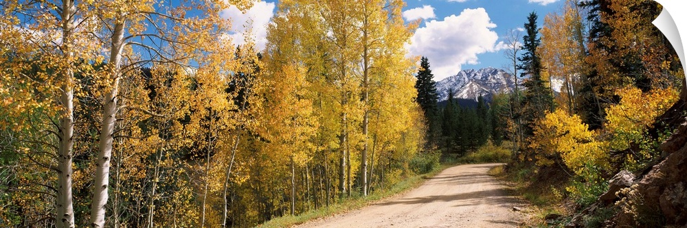 Aspen trees on both sides of a road, Old Lime Creek Road, Cascade, El Paso County, Colorado, USA