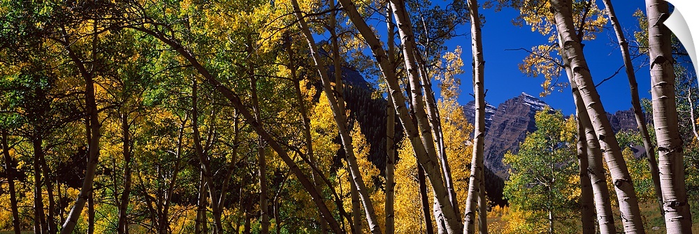 Panoramic photograph on a large canvas of fall colored aspen trees in Pitkin County, Colorado.  The Maroon Bells can be se...