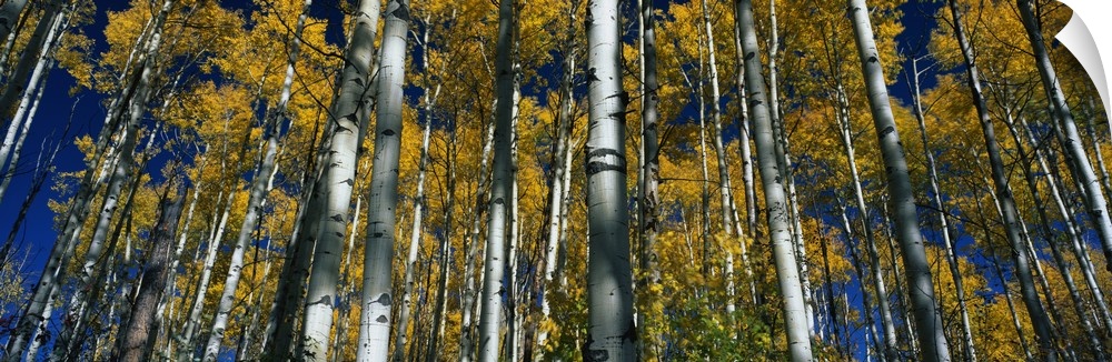 Panoramic photograph of birch forest.  The leaves on the trees are bright mustard colored and the clear sky can be seen th...