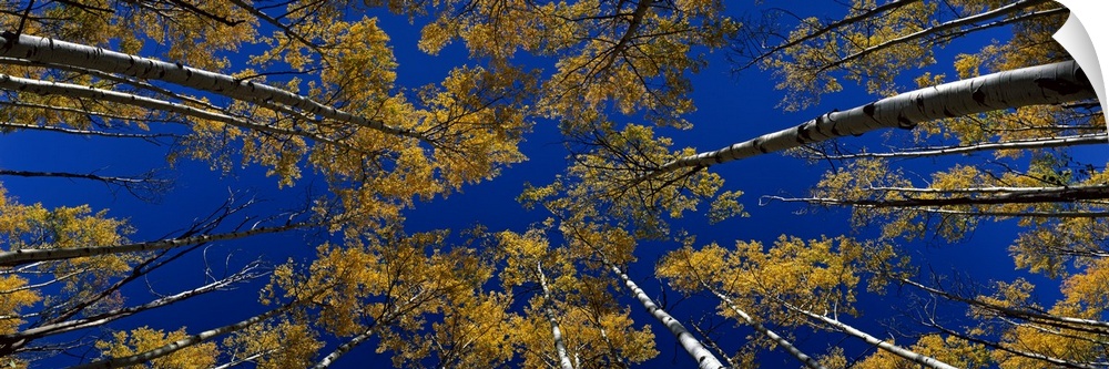 The tall slender branches of trees stretch into the sky above in this panoramic photograph taken from below looking up int...
