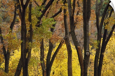 Autumn Color Cottonwood Trees Through Tree Trunks