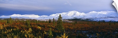 Autumn color foothills, snow-covered Alaska Range, Denali National Park, Alaska