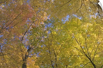 Autumn color maple tree canopy, Mille Lacs Kathio State Park, Minnesota