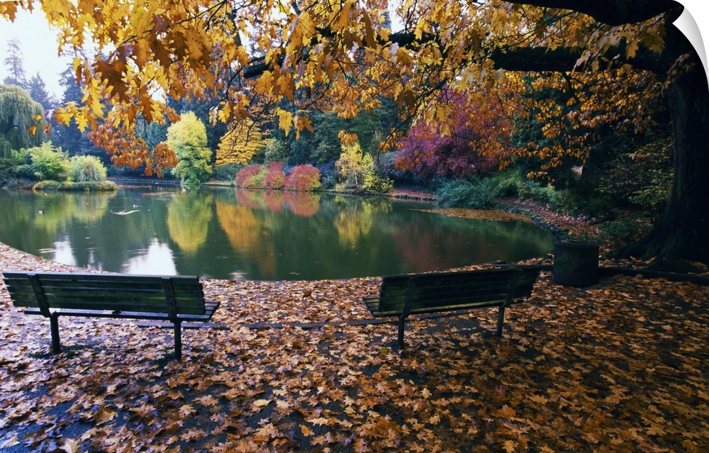 Autumn color trees and fallen leaves along pond, empty park benches, Oregon, united states,