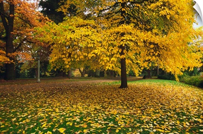 Autumn color trees, fallen leaves, Oregon, united states,