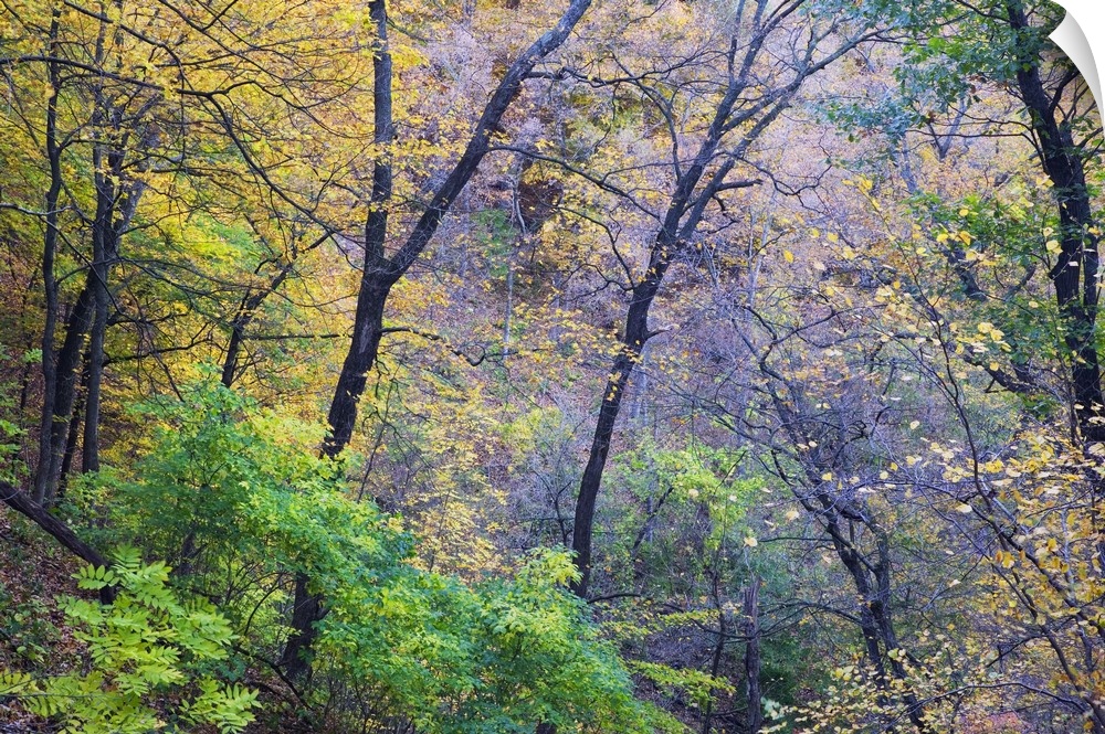 Photograph taken through dense brush during the fall season as the leaves have begun to change colors.
