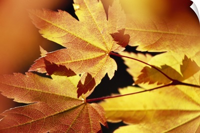 Autumn Color Vine Maple Tree Leaves