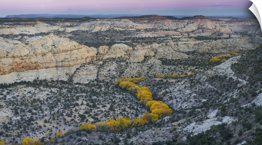 Autumn cottonwood trees outline the Deer Creek drainage from Highway 12, Grand Staircase-Escalante National Monument, Utah...