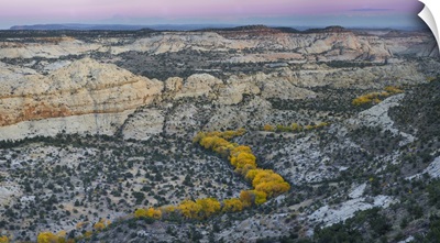 Autumn cottonwood trees, Grand Staircase-Escalante National Monument, Utah