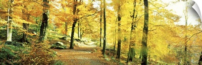 Autumn Forest Germany