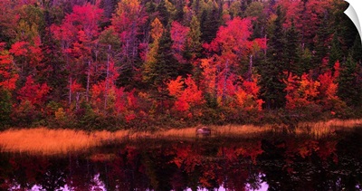 Autumn Forest Newfoundland Canada