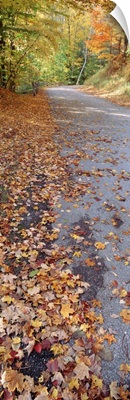 Autumn leaves on a road, Leland, Michigan