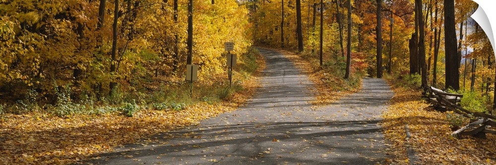Autumn leaves on the road, Connecticut