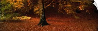 Autumn Leaves Perthshire Scotland