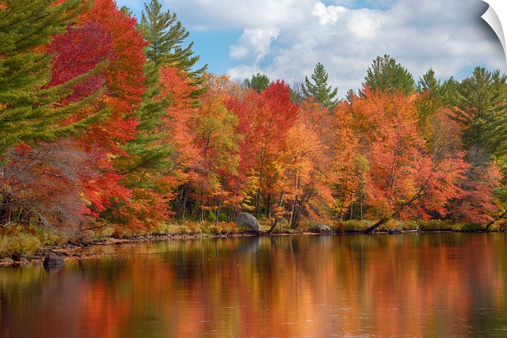 Autumn trees at riverbank, Oswegatchie River, Adirondack Mountains State Park, New York State, USA