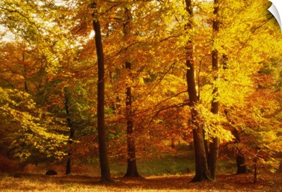 Autumn Trees Cumbria England