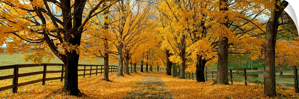 A winding paved path covered in fall leaves is lined on either side by foliage and a country fence in this large landscape...