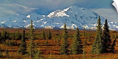 Autumn tundra and spruce trees, Mt McKinley, Denali National Park, Alaska