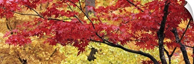 Autumnal leaves on Maple trees in a forest