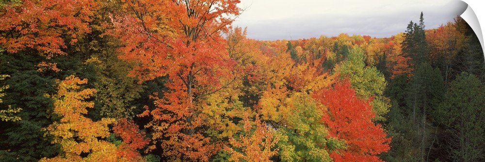 This is a panoramic photograph of a canopy of fall foliage extending beyond the horizon.