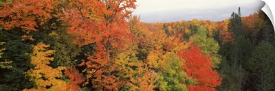 Autumnal trees in a forest, Hiawatha National Forest, Upper Peninsula, Michigan