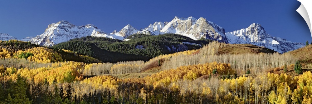 A wide angle photograph of a large forest during the fall season with snow covered mountains just behind it.