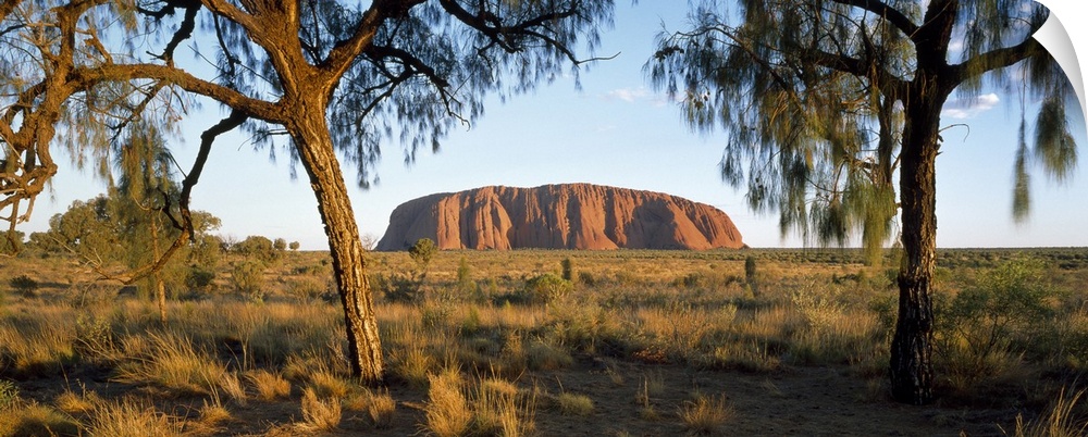 This panoramic photograph is taken of Ayers Rock from a distance through trees and across massive terrain.