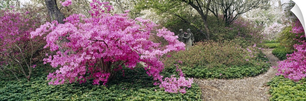 Long photo of brightly colored flowers blooming on small trees in a garden.