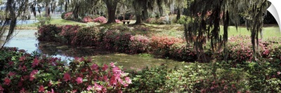 Azaleas and willow trees in a park, Charleston, Charleston County, South Carolina,