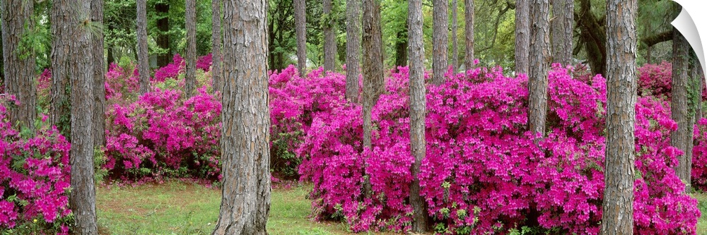 Panoramic photograph flowering bushes in forest.