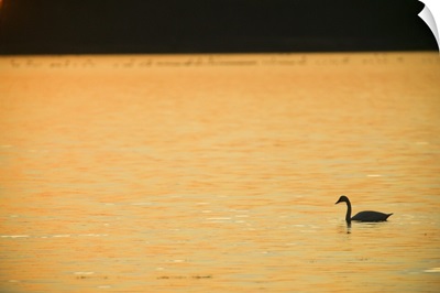 Back lit tundra swan (Cygnus columbianus) on calm water, sunset, Mattamuskeet National Wildlife Refuge, North Carolina