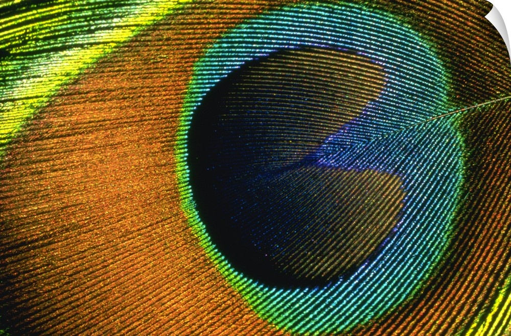 This horizontal art work is a close up of the details in a peacock feather.