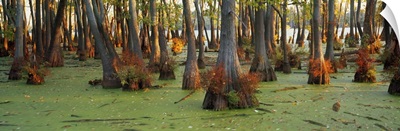 Bald cypress trees (Taxodium disitchum) in a forest, Illinois