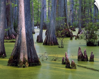 Bald cypress trees (Taxodium distichum) growing in algae-covered Heron Pond, Cache River State Natural Area, Illinois