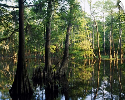 Bald cypress trees (Taxodium distichum) in Dace Lake, Upper Pascagoula Wildlife Management Area, Mississippi