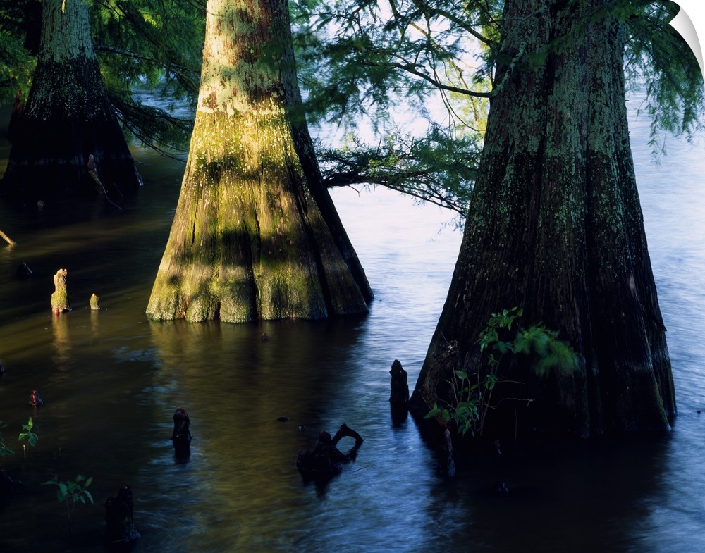 Bald cypress trees (Taxodium distichum) in Lake Bolivar, close up, Mississippi