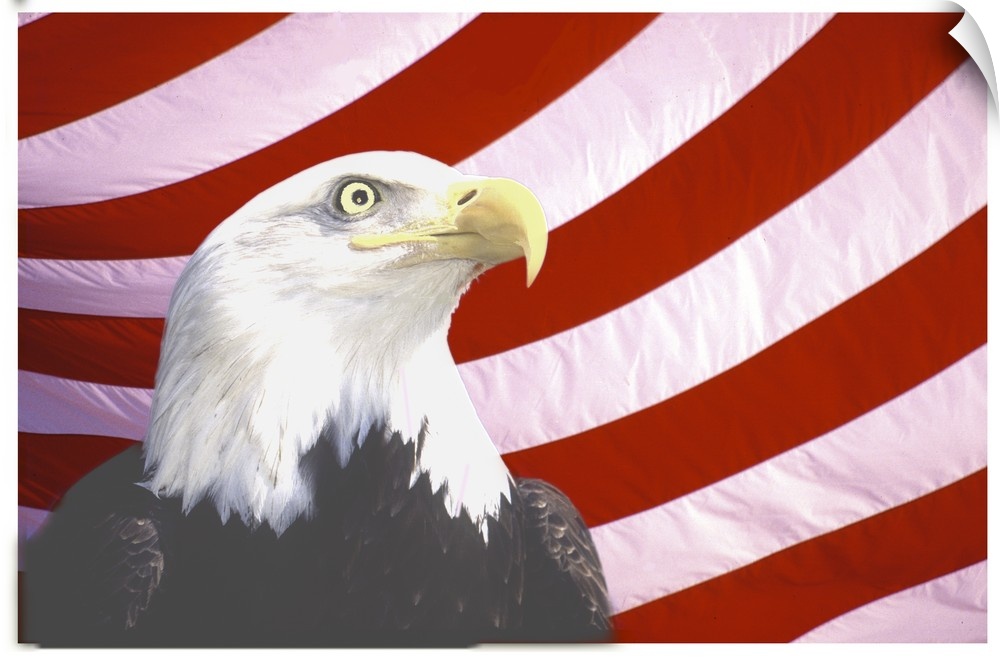 Bald Eagle on Flag
